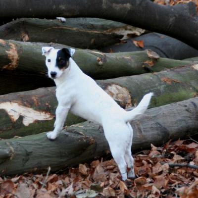 Parson russell terrier Parson-jack-russell-terr