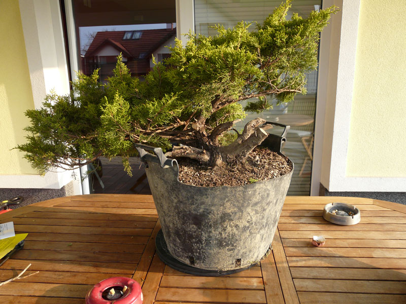 Juniperus - First Styling Brin2010-04-16000