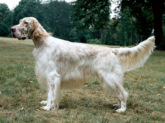 Angleški seter English-setter-thumb-334