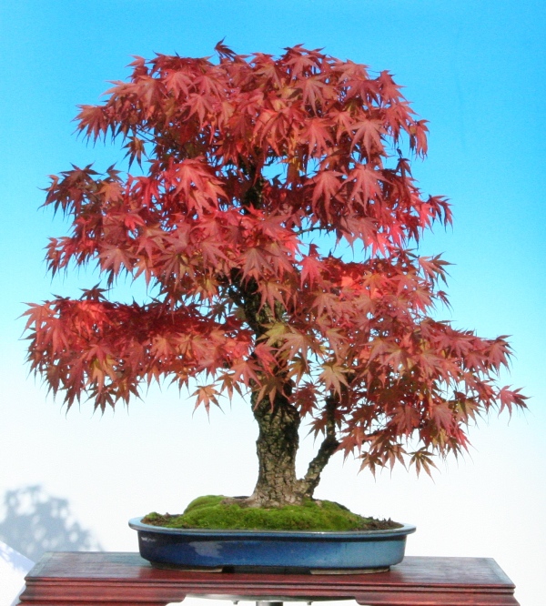 Show the Autumncolour from your bonsai 4-10-2010