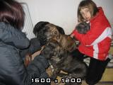 Cane corso Cane-corso-mladicki-62-2