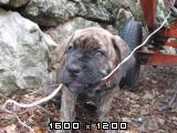 Cane corso Cane-corso-mladicki-62-2