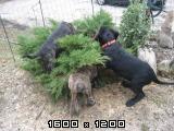 Cane corso Cane-corso-mladicki-62-2