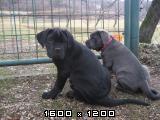 Cane corso Cane-corso-mladicki-62-2