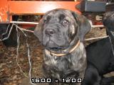 Cane corso Cane-corso-mladicki-62-2