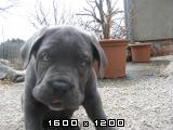 Cane corso Cane-corso-mladicki-62-2