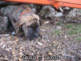 Cane corso Cane-corso-mladicki-62-2