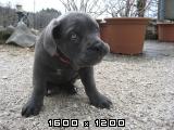 Cane corso Cane-corso-mladicki-62-2