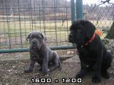 Cane corso Cane-corso-mladicki-62-2