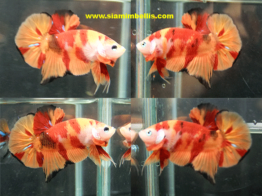 Couple HMPK KOI DALMATIEN 0101038L