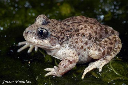 Ficha Sapo partero bético (Alytes dickhilleni) Img_sapo_partero2