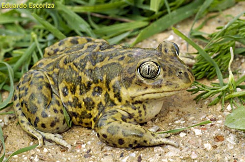 Ficha Pelobates cultripes (Sapo de Espuelas) 3