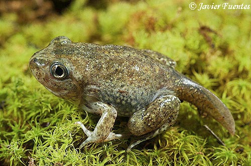 Ficha Pelobates cultripes (Sapo de Espuelas) 7