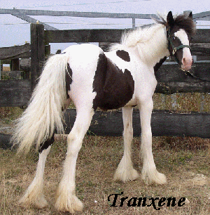 Tranxene [poulain] Gypsynolongeravail.htm_txt_tra2