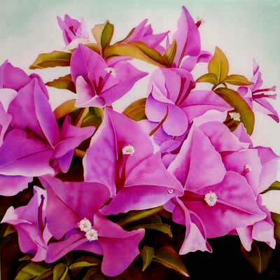 ˚ஐ˚◦{♥ حديقـــهـ الورود ♥}◦˚ஐ˚ - صفحة 14 Bougainvillea