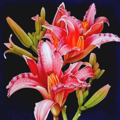 موضوع يستحق المتابعه Daylily