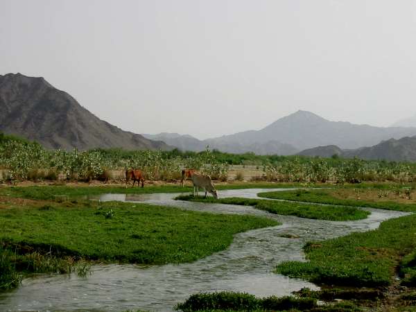 الباحة.. طبيعة سعودية خلابة وأجواء معتدلة وطيور صداحة ...  ABilyab1