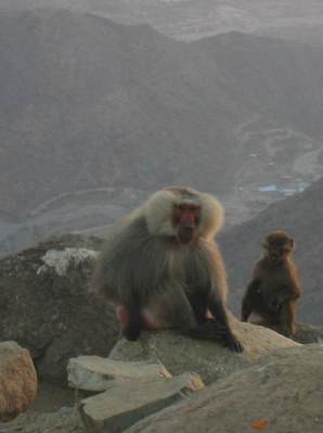 TaiF PiCs TFbaboon2