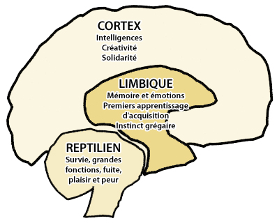 L'effet "iguane": un texte de Brad Warner 3cerveaux_light