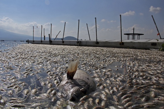 México, donde contaminar, asesinar, extorsionar, secuestrar, sale gratis Peces_muertos_laguna_cajititlan-5