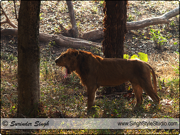 Indian Nature & Wildlife Photography Wildlife-photographer-india-delhi-01