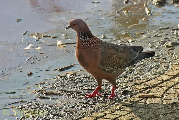 COLOMBO PICAZURRO (Columba [Patagioenas] picazuro) Picazuro_Pigeon2