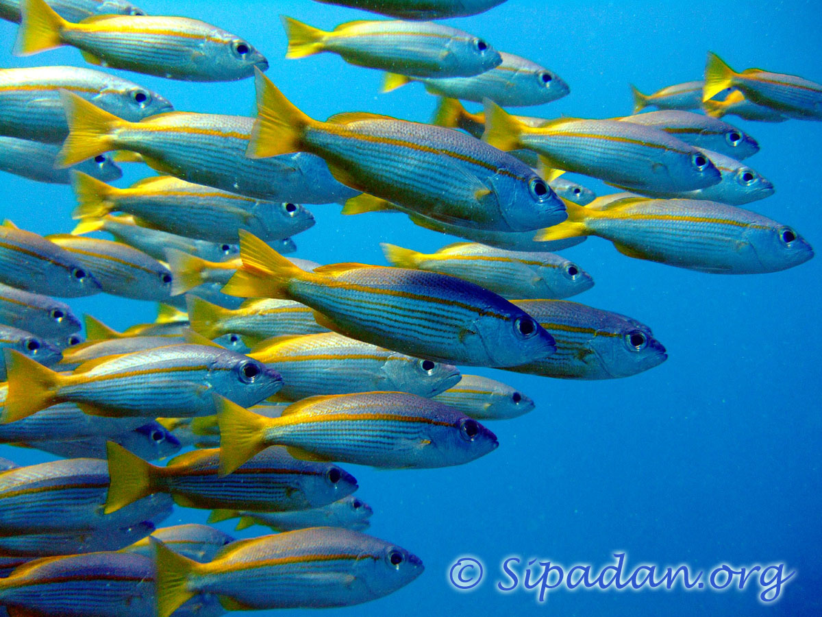 كارثــــة فى اســـــــوان Fish-group_01