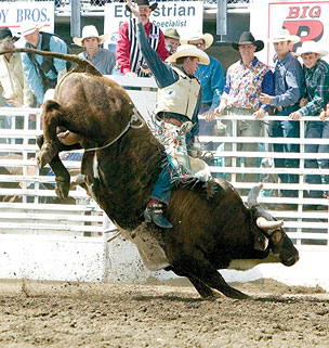 A big Male Bull named Bones. Sisters-rodeo2