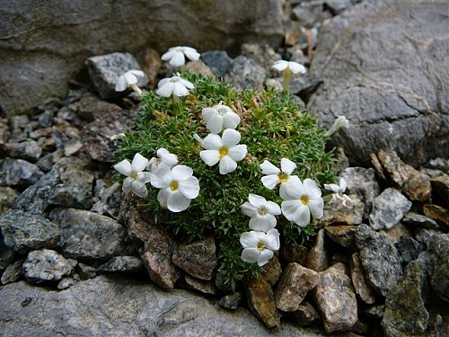 Semis de Phlox Phlox_tumulosa_HLAV