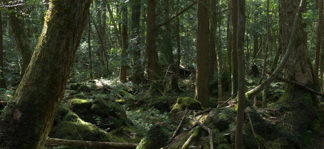 Aokigahara : la forêt de la mort Foret_4