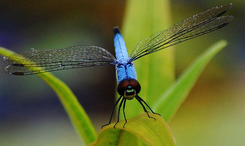 Chụp close up và macro là gì ? Closeup-dragonfly