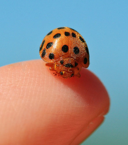 نبذة عن عدسات التصوير الاحترافية .. Ladybug-macro