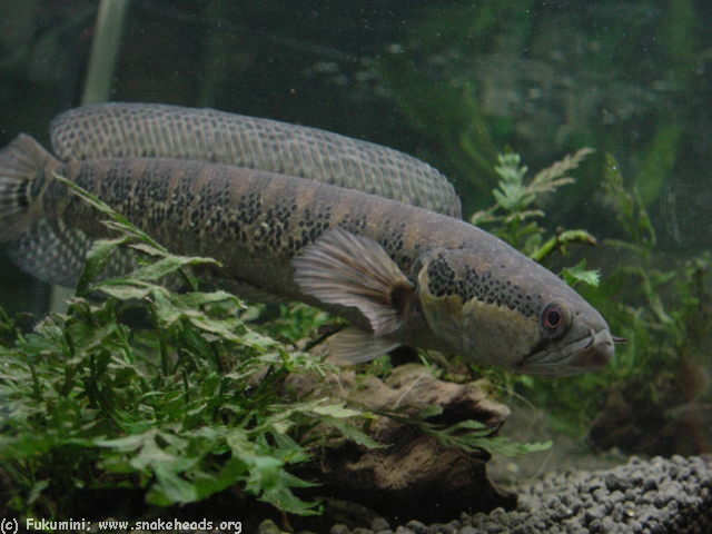 Όλα τα είδη Channa(Snakehead) με αναλυτικά προφίλ. CAfricanaFukumini00