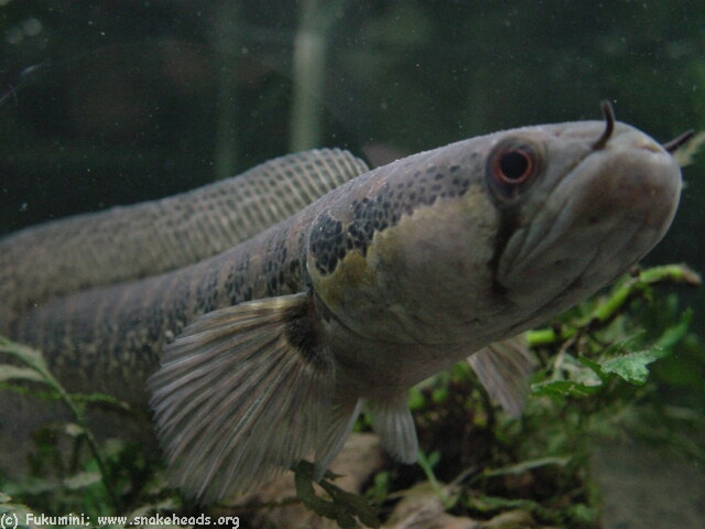 Όλα τα είδη Channa(Snakehead) με αναλυτικά προφίλ. CAfricanaFukumini01