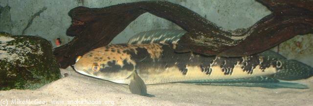 Όλα τα είδη Channa(Snakehead) με αναλυτικά προφίλ. CMarulioidesMikeMcGee00200dpi75