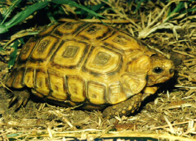 Listado de alguna tortugas terrestres. Tortoise