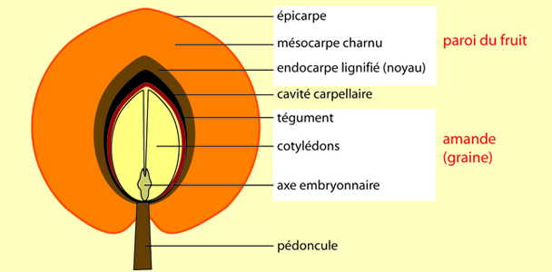 LES FRUITS COMMENÇANT PAR A Abricot-4