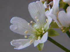 DIONAEA MUSCIPULA 13290010