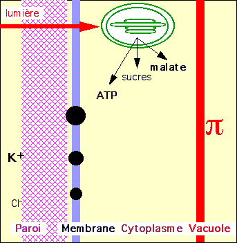 Les mouvements des vgtaux Stomate-sch1