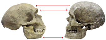 Les voisins d'Adam Modern_human_and_Neandertal_skulls