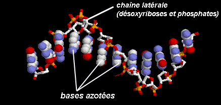 La dcouverte de la structure de l'ADN 1chaine