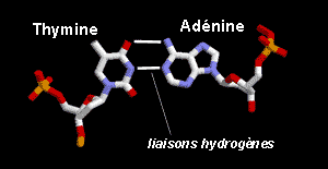 La dcouverte de la structure de l'ADN 3AT