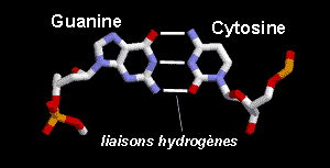 La dcouverte de la structure de l'ADN 3GC