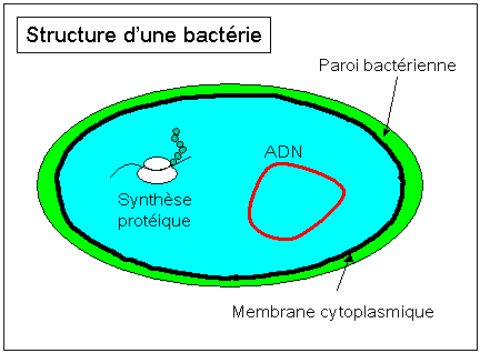 Alexander Fleming : pére de l'antibiothérapie! Penicilline_Decouverte_Antibiotique_Demirdjian_Bacterie