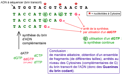 Le squenage d'un ADN Figure4