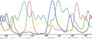 Le squenage d'un ADN Sequence