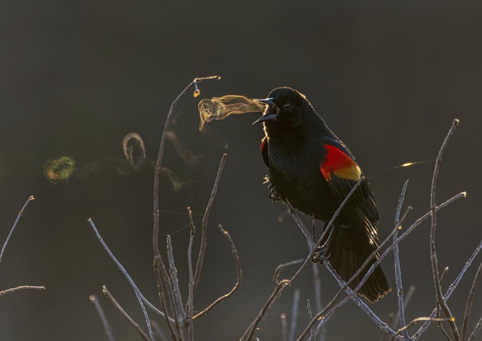  10 صور استثنائية فازت بجوائز “Audubon” للتصوير الفوتوغرافي لعام 2019 960x0-1