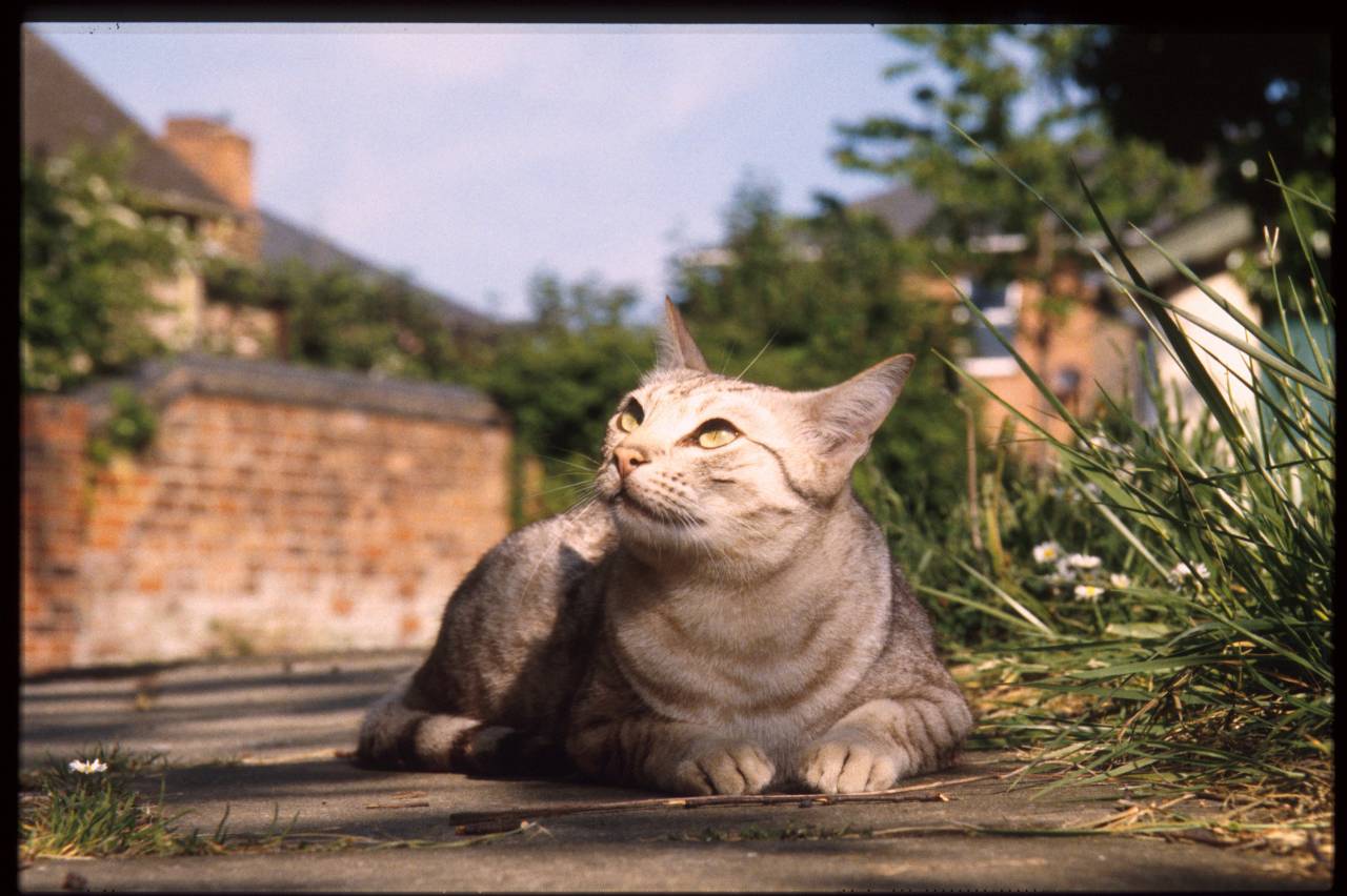 Bekijkt profiel - Silentpaw OciCat_002