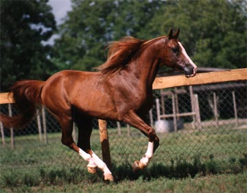 Photos de jument Inferno_running_pasture