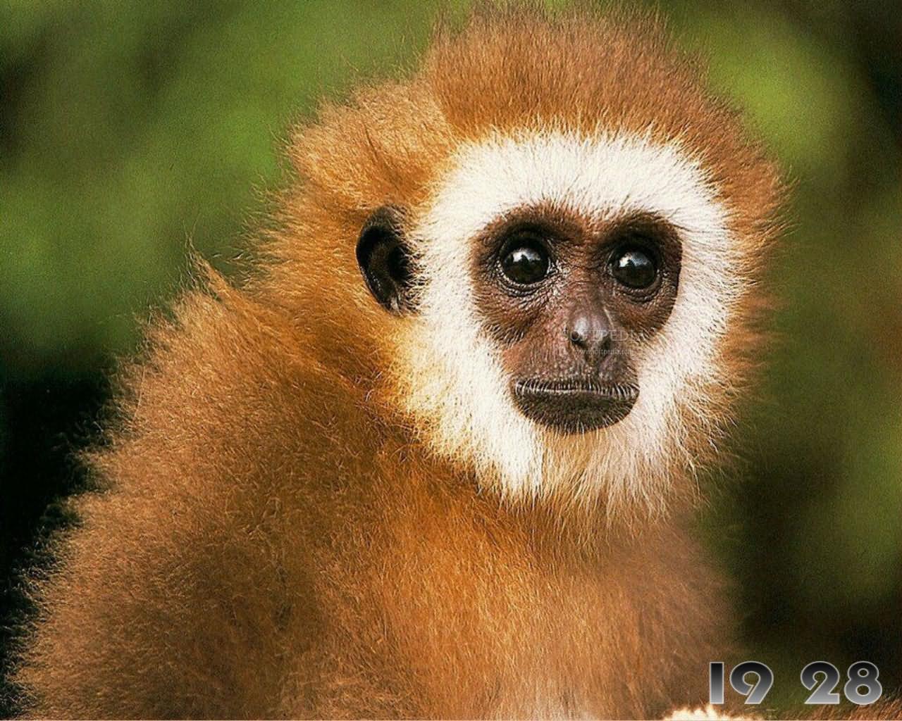 ملكة جمال القرود Monkeys-Free-Screensaver_2